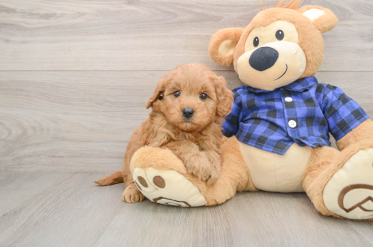 Petite Mini Goldendoodle Poodle Mix Pup