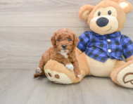 6 week old Mini Goldendoodle Puppy For Sale - Premier Pups