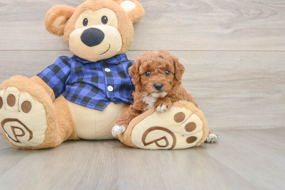 Popular Mini Goldendoodle Poodle Mix Pup