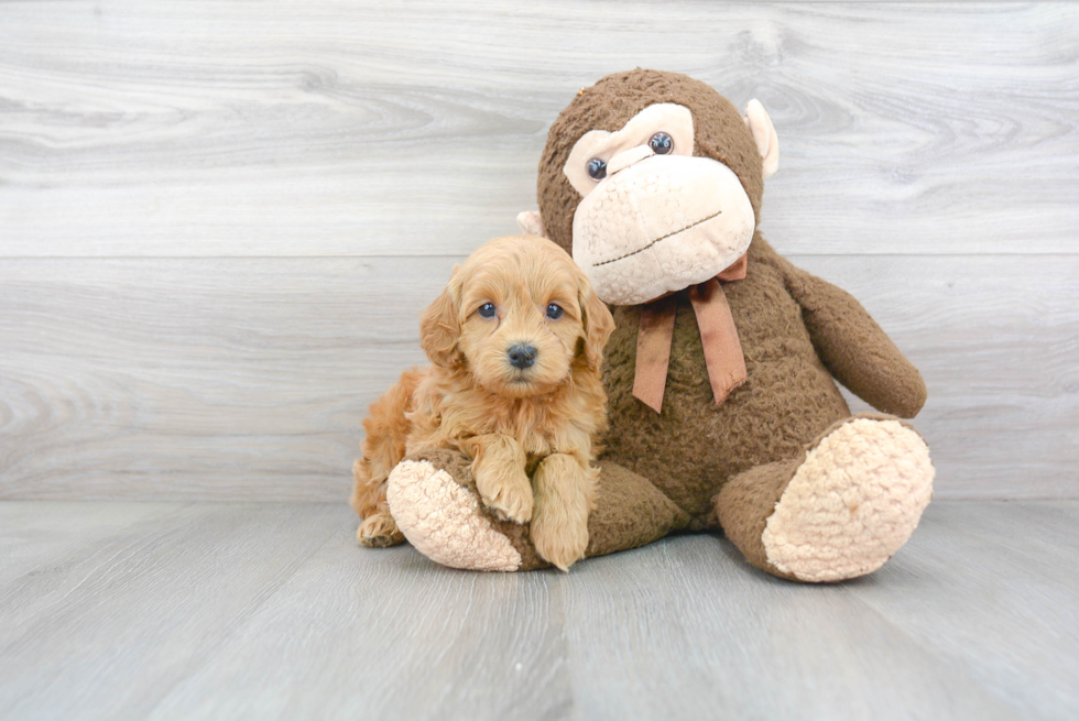 Cute Mini Goldendoodle Baby