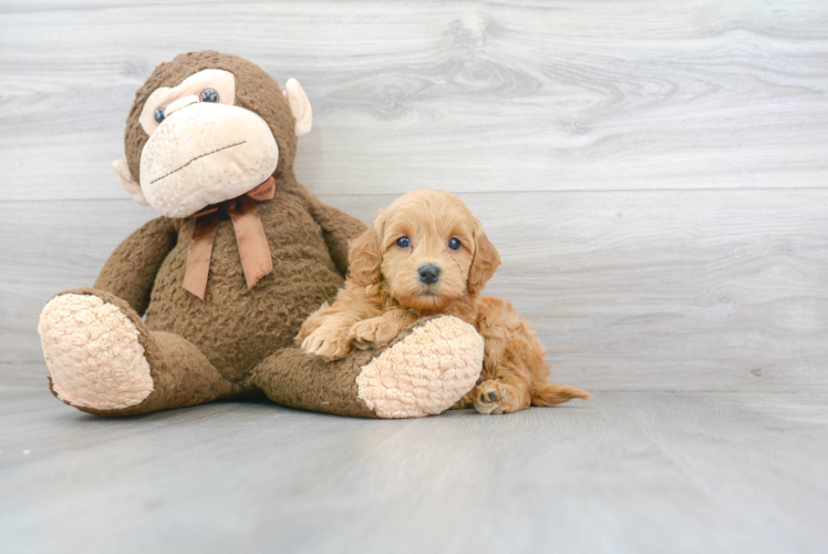 Cute Mini Goldendoodle Baby