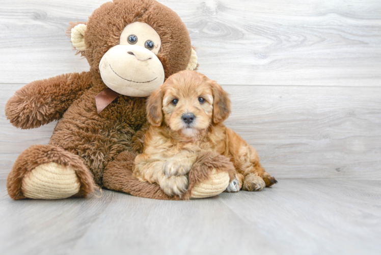 Mini Goldendoodle Pup Being Cute