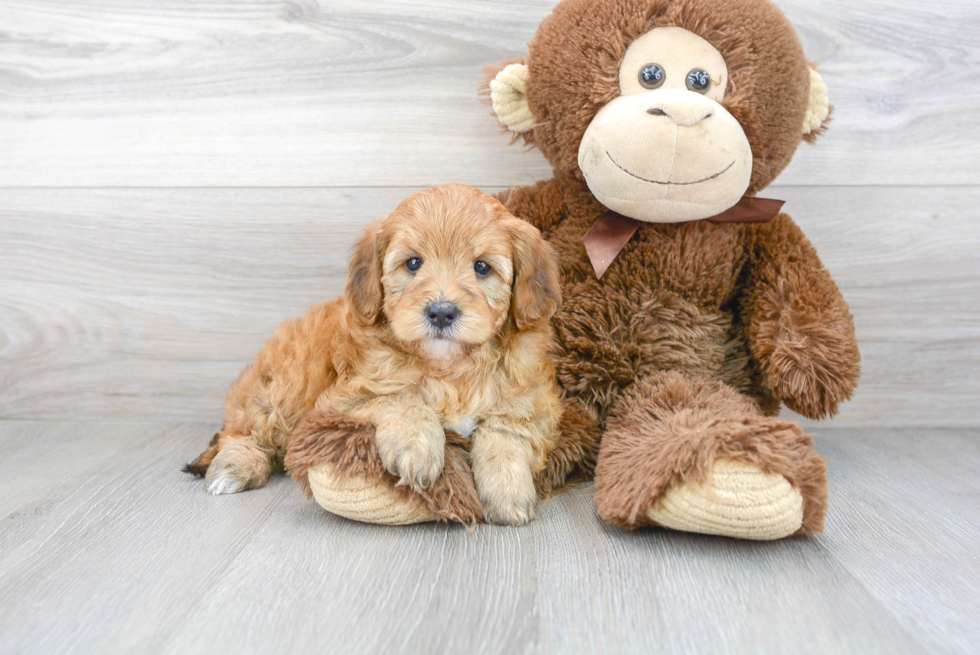 Popular Mini Goldendoodle Poodle Mix Pup