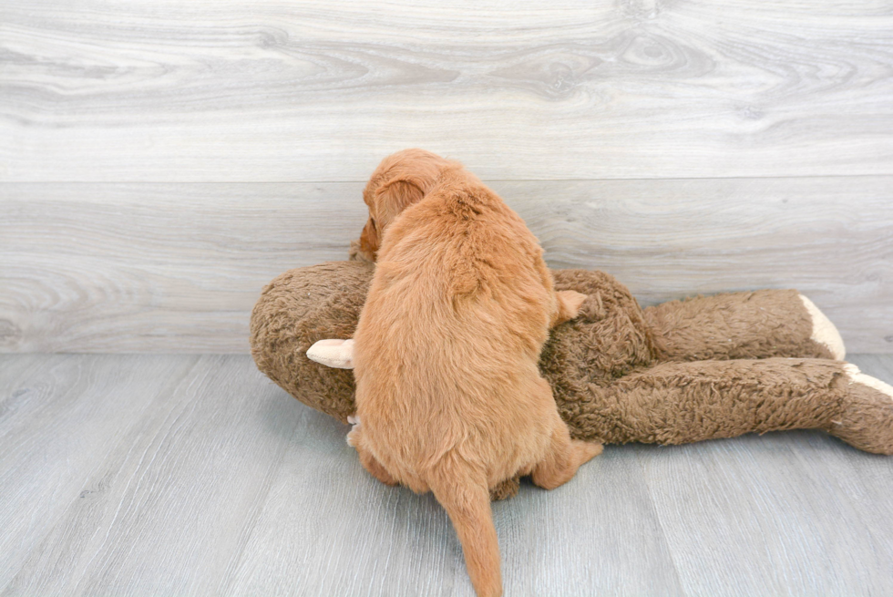 Cute Mini Goldendoodle Baby