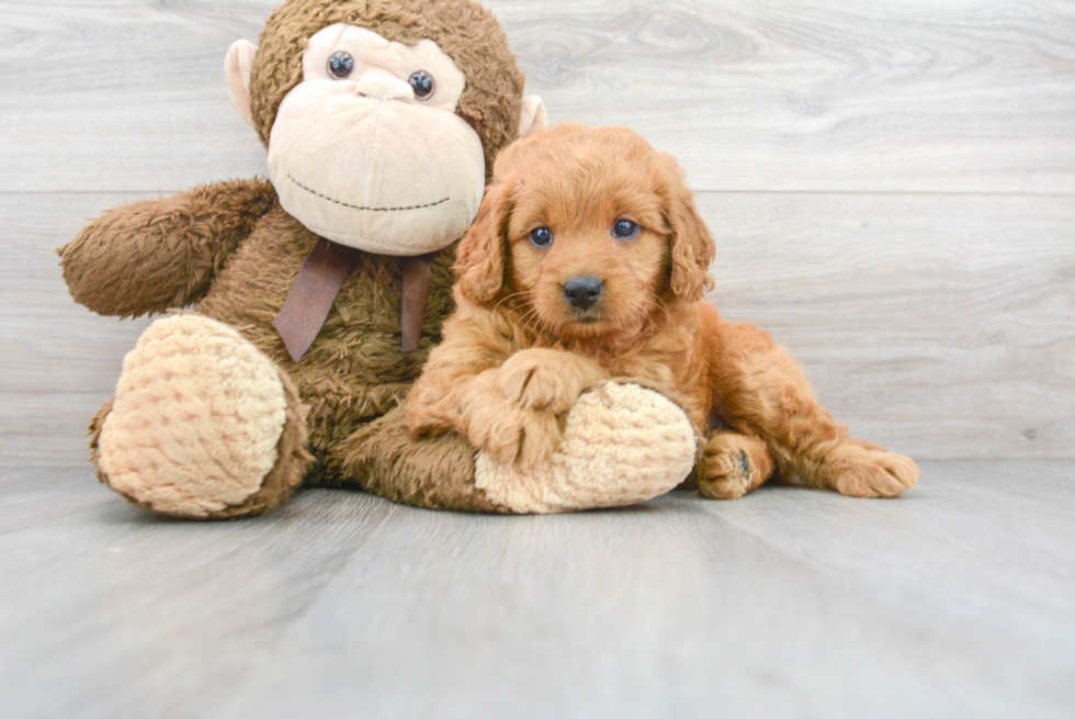 Energetic Golden Retriever Poodle Mix Puppy