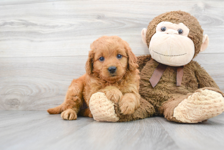 Mini Goldendoodle Pup Being Cute