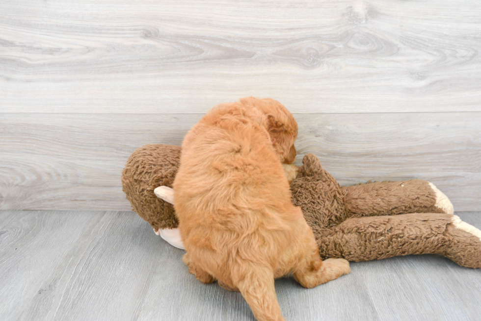 Adorable Golden Retriever Poodle Mix Puppy