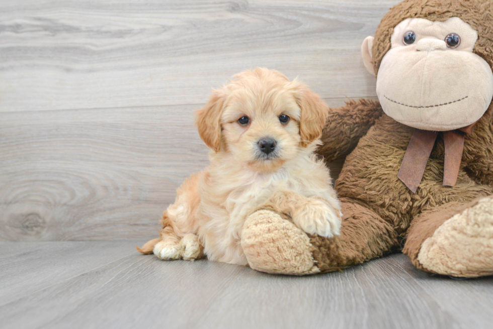 Best Mini Goldendoodle Baby