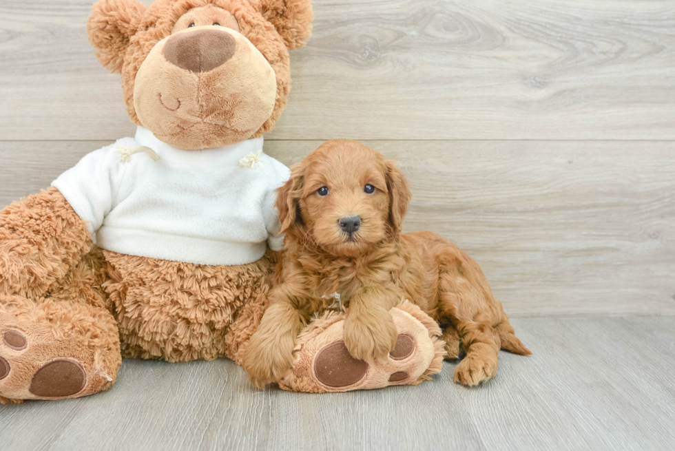 Happy Mini Goldendoodle Baby