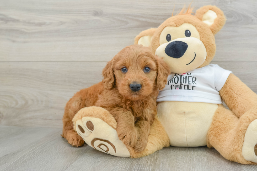 Mini Goldendoodle Pup Being Cute