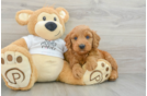 Mini Goldendoodle Puppy for Adoption