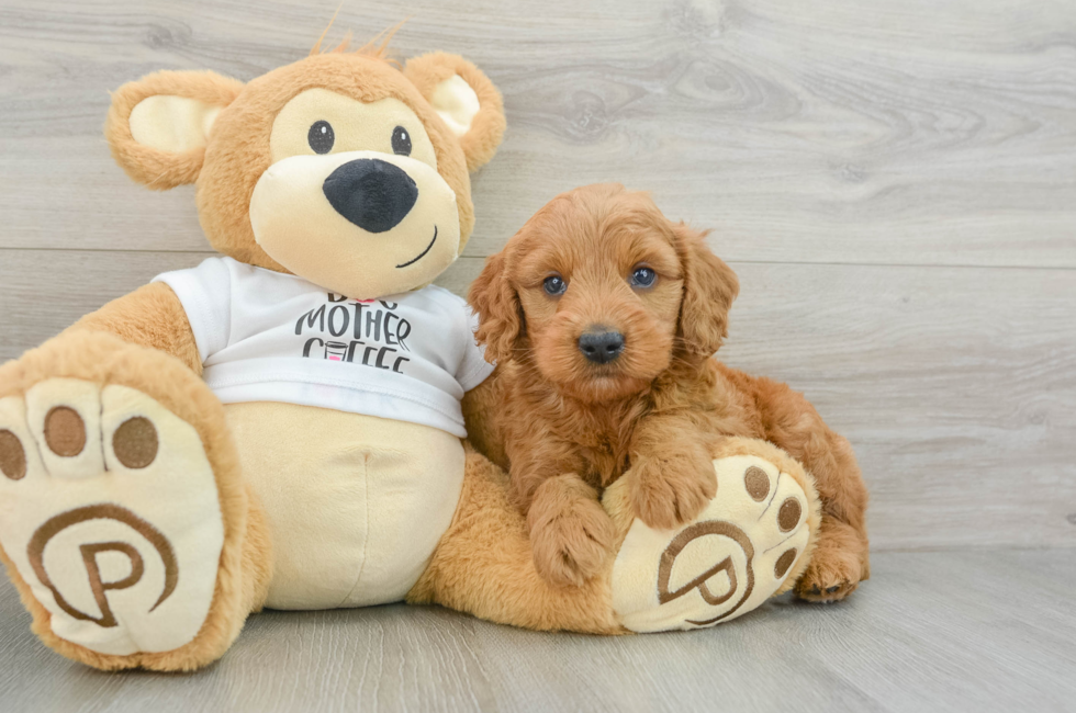 5 week old Mini Goldendoodle Puppy For Sale - Premier Pups