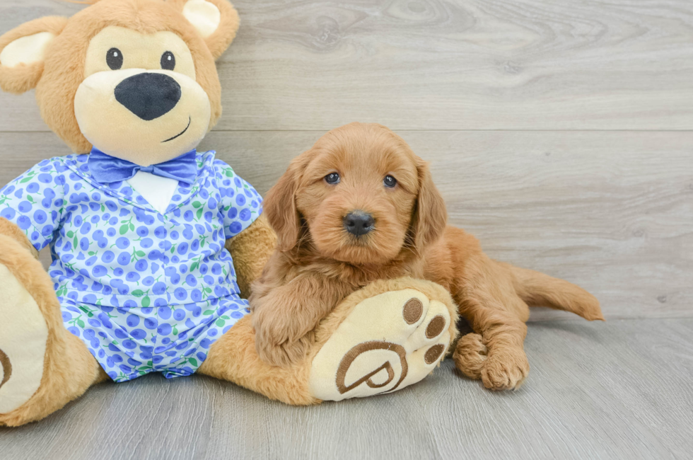 5 week old Mini Goldendoodle Puppy For Sale - Premier Pups