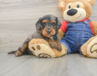 8 week old Mini Goldendoodle Puppy For Sale - Premier Pups