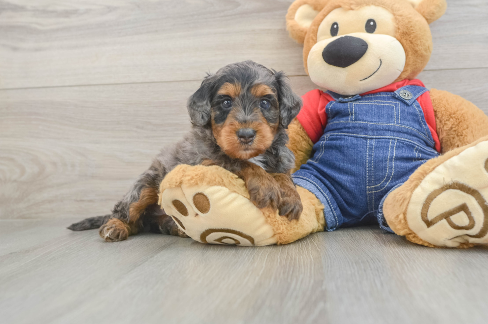 5 week old Mini Goldendoodle Puppy For Sale - Premier Pups