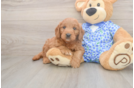 Best Mini Goldendoodle Baby