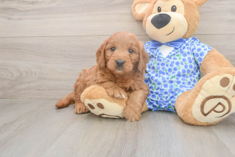 Best Mini Goldendoodle Baby