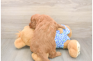 Mini Goldendoodle Puppy for Adoption