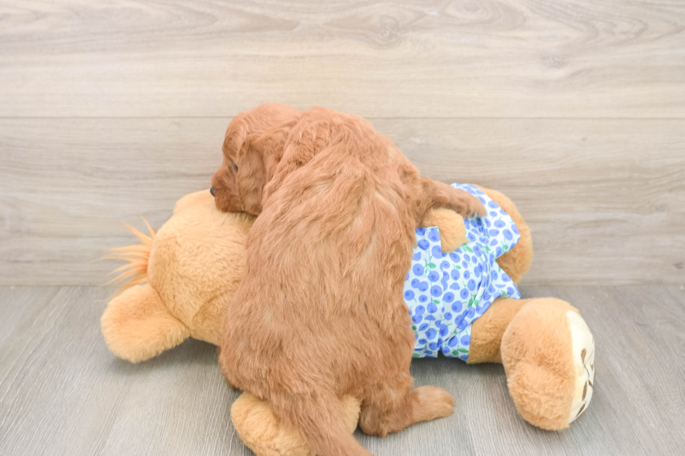 Mini Goldendoodle Puppy for Adoption