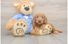Cute Mini Goldendoodle Baby