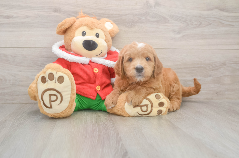 5 week old Mini Goldendoodle Puppy For Sale - Premier Pups