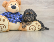 5 week old Mini Goldendoodle Puppy For Sale - Premier Pups