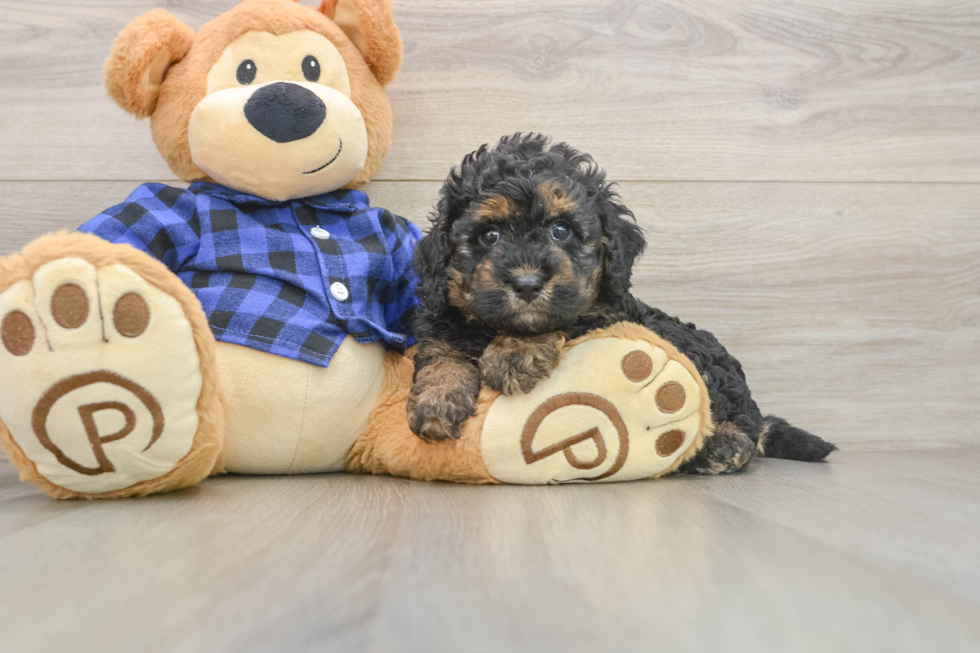Best Mini Goldendoodle Baby