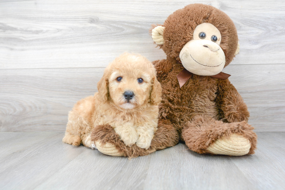 Hypoallergenic Golden Retriever Poodle Mix Puppy