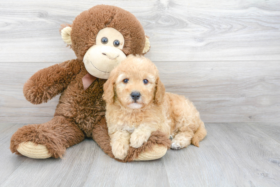 Mini Goldendoodle Pup Being Cute