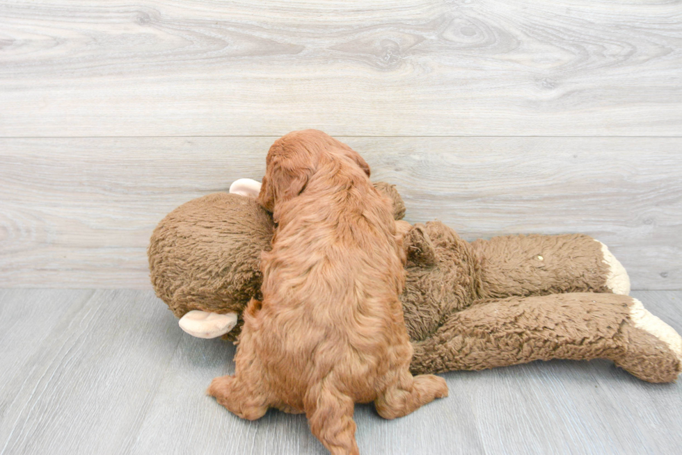 Mini Goldendoodle Puppy for Adoption