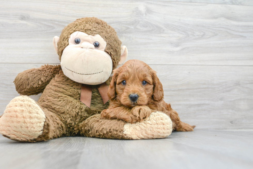 Mini Goldendoodle Pup Being Cute