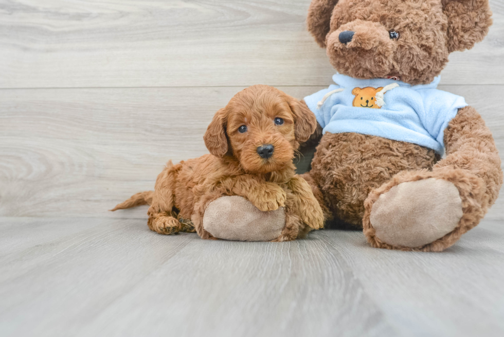 Mini Goldendoodle Pup Being Cute