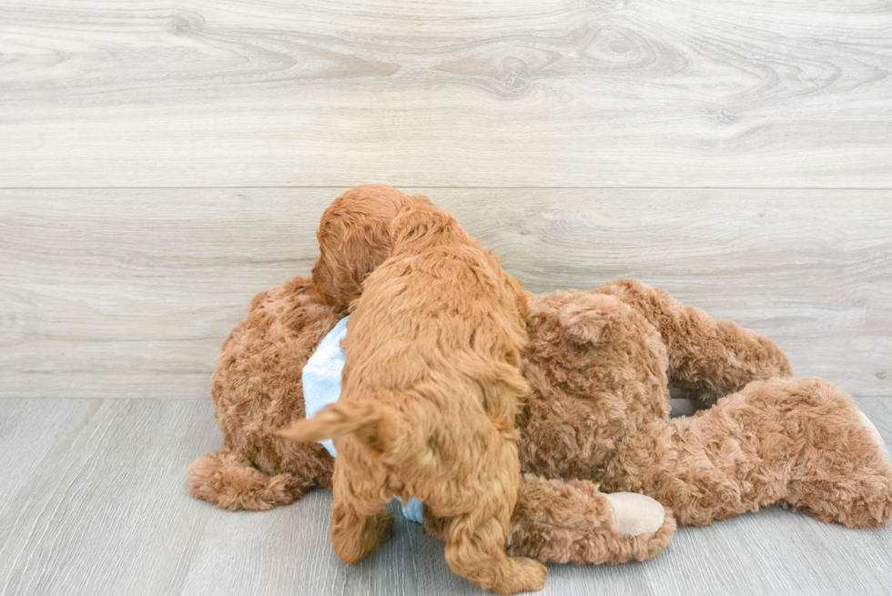 Mini Goldendoodle Pup Being Cute