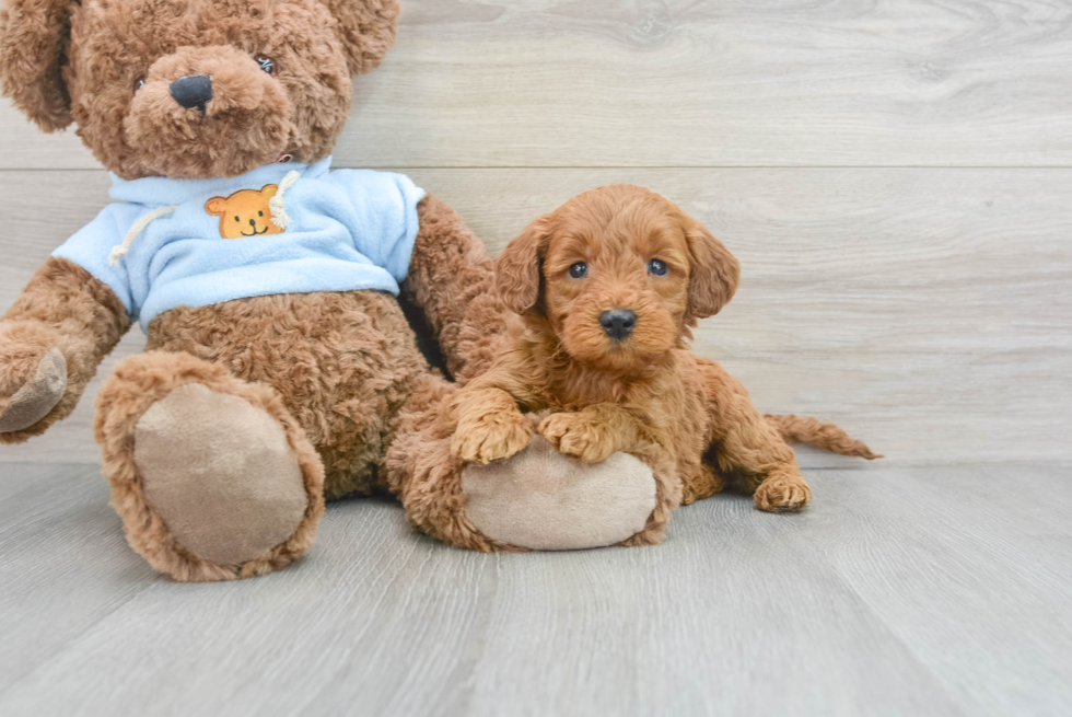 Friendly Mini Goldendoodle Baby