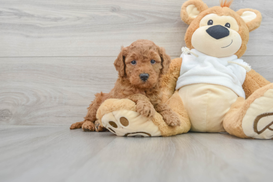 Happy Mini Goldendoodle Baby