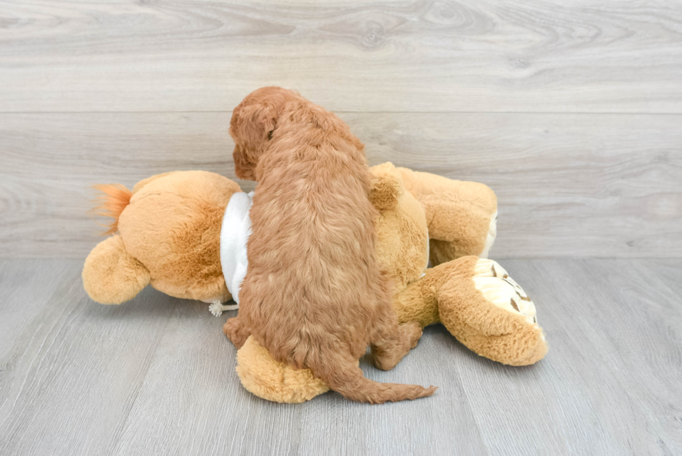 Mini Goldendoodle Puppy for Adoption