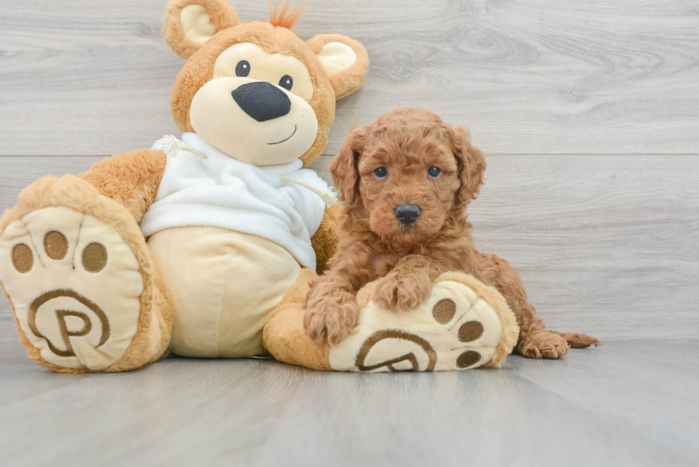 Energetic Golden Retriever Poodle Mix Puppy