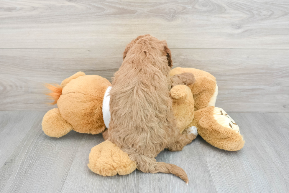 Sweet Mini Goldendoodle Baby