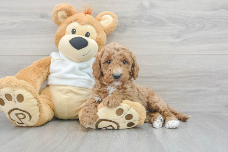 Mini Goldendoodle Pup Being Cute