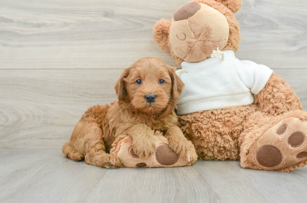 5 week old Mini Goldendoodle Puppy For Sale - Premier Pups