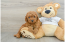 Funny Mini Goldendoodle Poodle Mix Pup