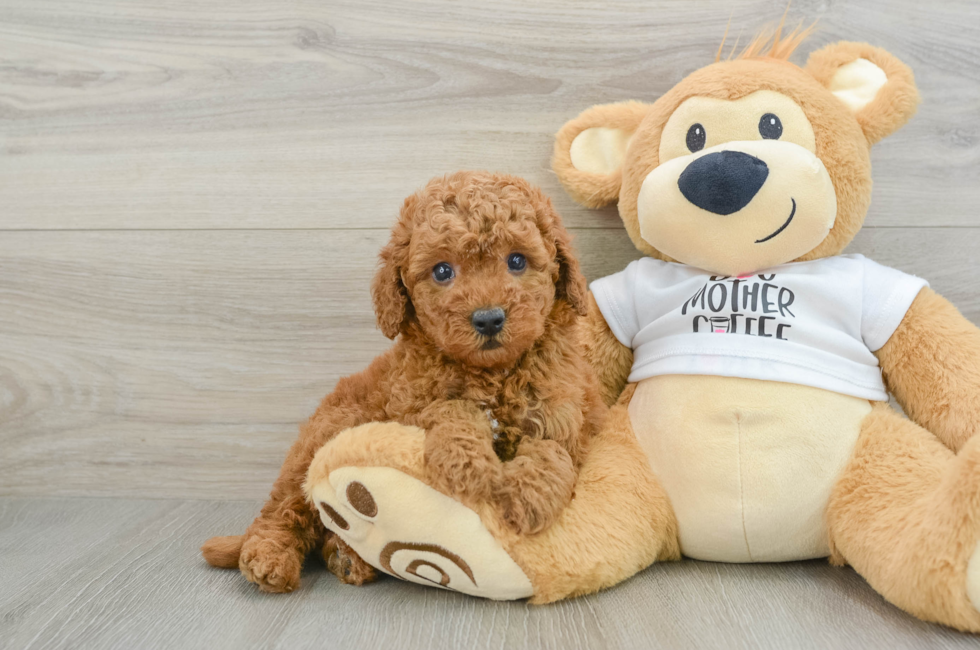 5 week old Mini Goldendoodle Puppy For Sale - Premier Pups