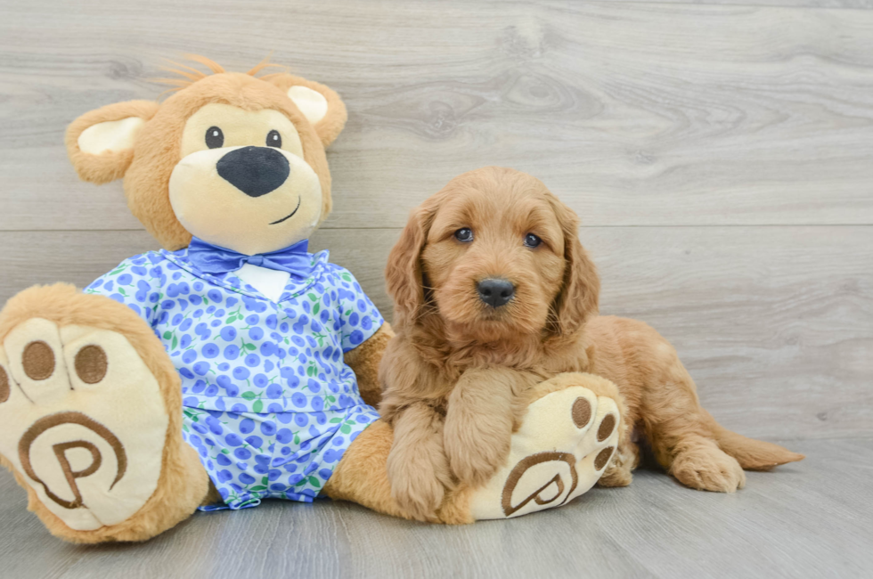 5 week old Mini Goldendoodle Puppy For Sale - Premier Pups