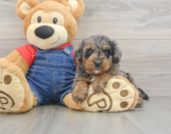 8 week old Mini Goldendoodle Puppy For Sale - Premier Pups