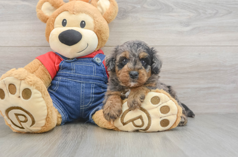 5 week old Mini Goldendoodle Puppy For Sale - Premier Pups