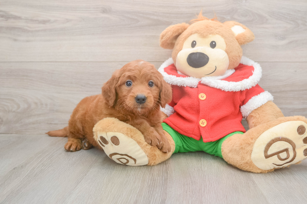 Hypoallergenic Mini Goldiepoo Poodle Mix Puppy