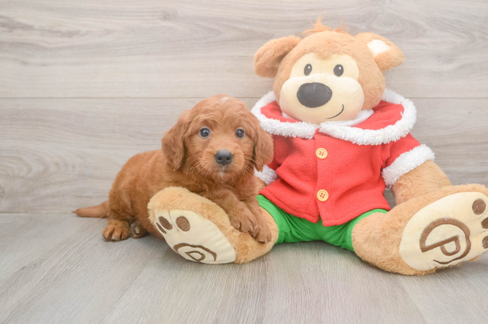 5 week old Mini Goldendoodle Puppy For Sale - Premier Pups