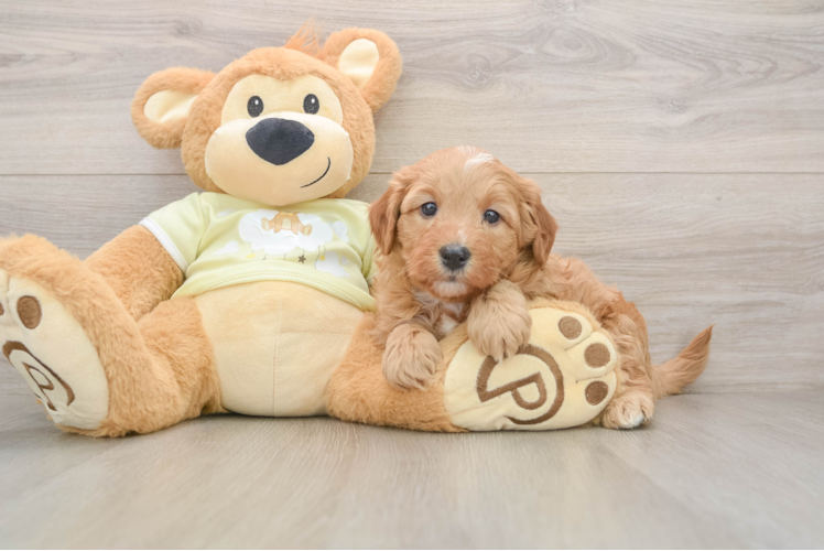 Little Mini Goldenpoo Poodle Mix Puppy