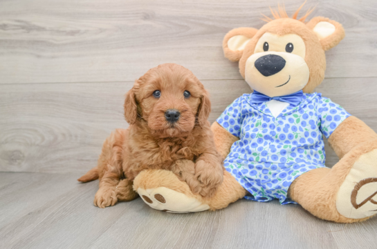 Mini Goldendoodle Puppy for Adoption