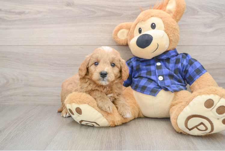 Mini Goldendoodle Puppy for Adoption